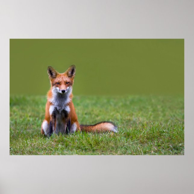 Póster Sentado com Raposa Vermelha (Frente)