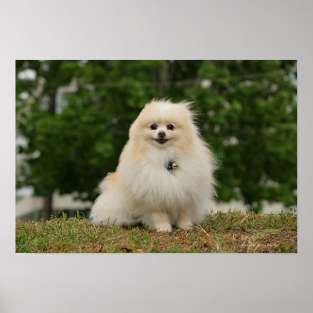 Póster Sentado De Pomeração (Frente)