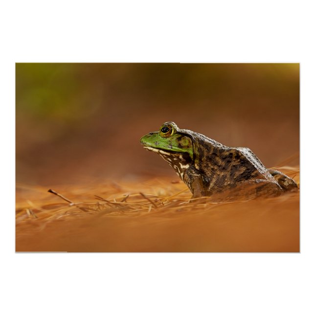 Póster Sentado em Agulhas de pinheiro (Frente)