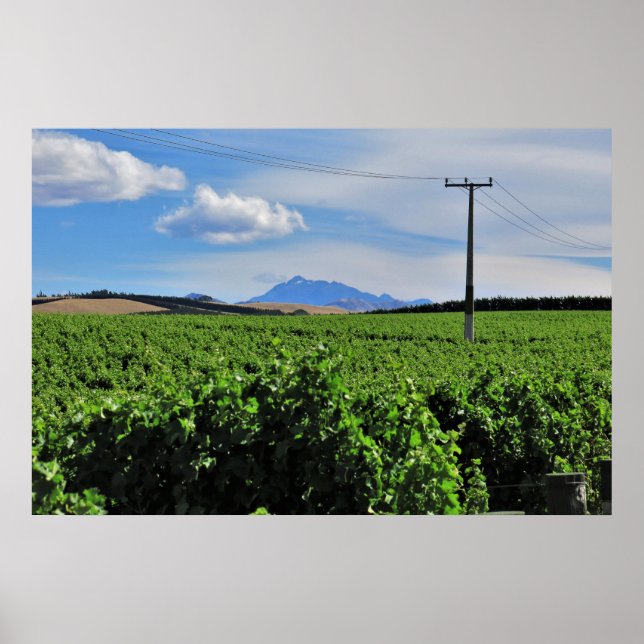 Poster Sentinel sobre o vinhedo (Frente)