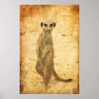 Póster Sentinela suricata