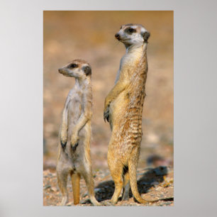 Poster Sentinelas de Meerkat (Suricata Suricatta), Karas