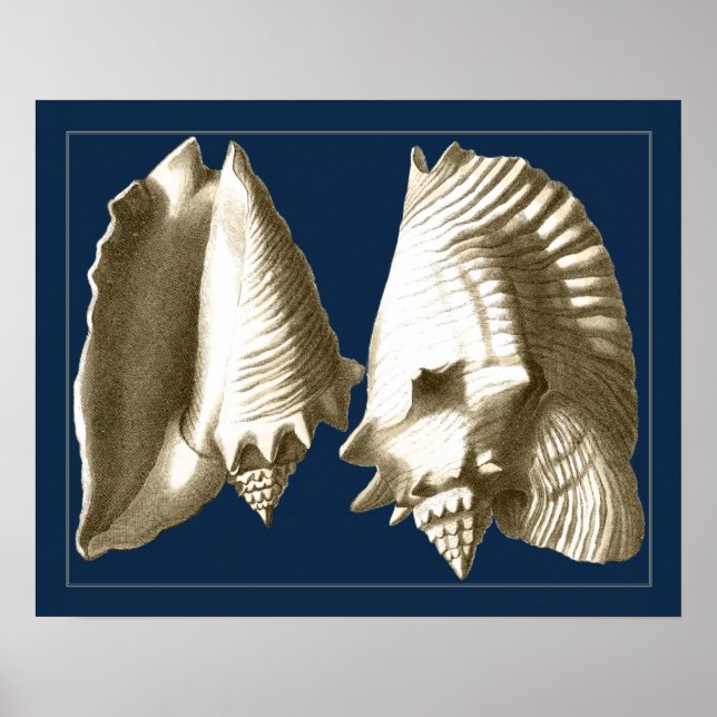 Póster Sepia Conch Seashells (Frente)