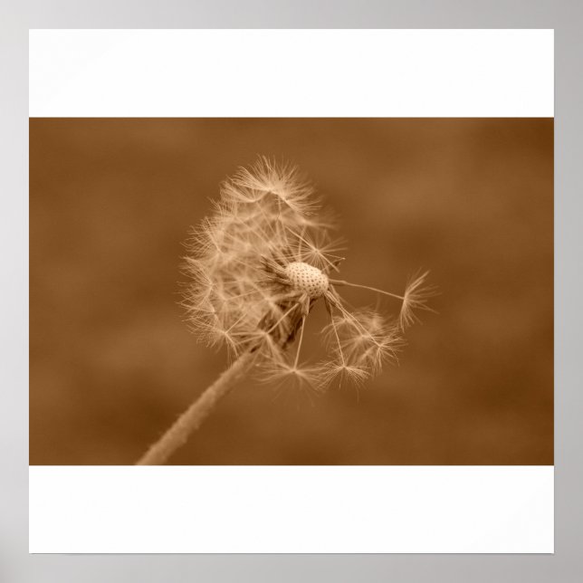 Póster Sepia Dandelion Poster/Impressão (Frente)