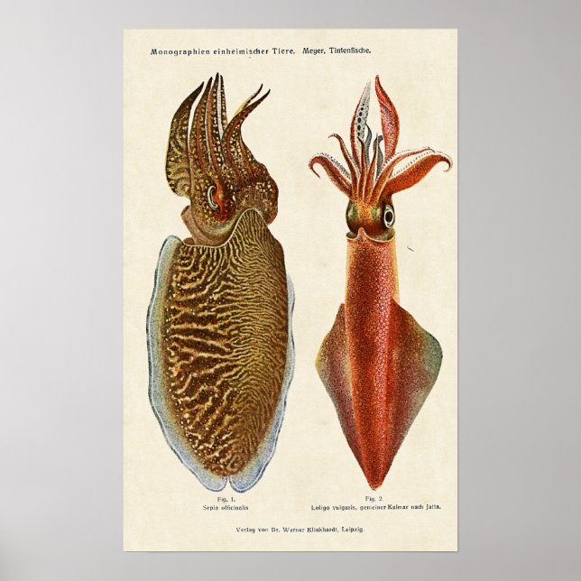 Póster Sepia e Octopus 1913 (Frente)