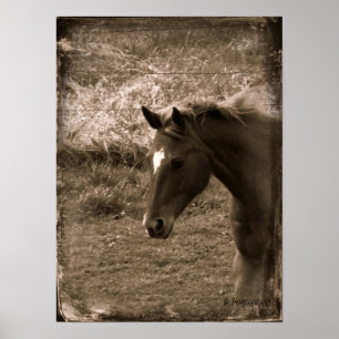 Póster Sepia Grunge Horse