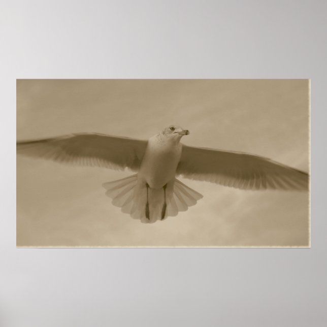 Póster Sepia Gull (Frente)