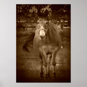 Poster Sepia Hello Ali