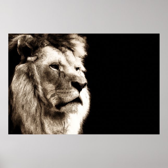 Póster Sepia Lion Animal Fotografia Trabalho de arte (Frente)