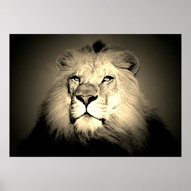 Poster Sepia Lion - Fotografia antiga moída de animais se (Frente)
