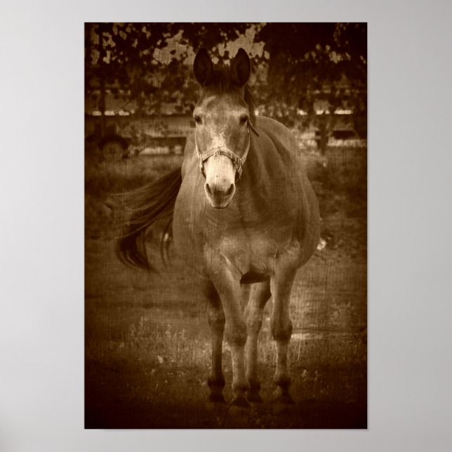 Poster Sépia Olá (Frente)