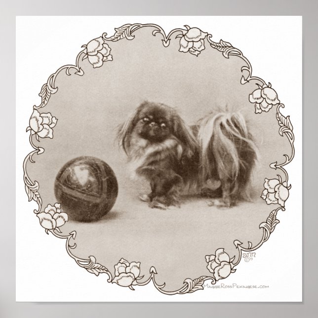 Poster Sepia Pekingese (Frente)