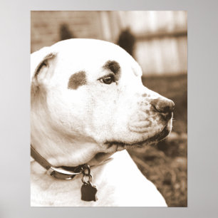 Póster sepia pitbulhosa do cão não procriação