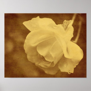 Poster Sepia Rosa com Raindroits Vintage Antigos