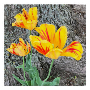 Póster Sequência de três tulipas amarelas /
