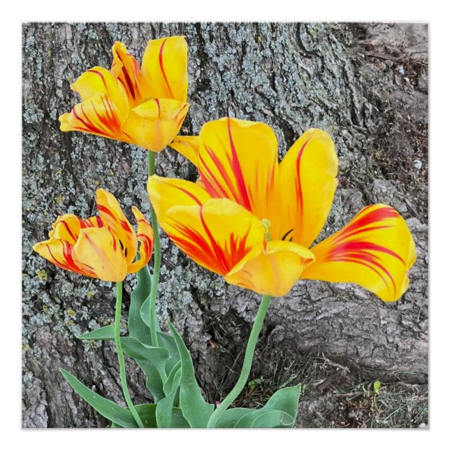 Póster Sequência de três tulipas amarelas / (Frente)