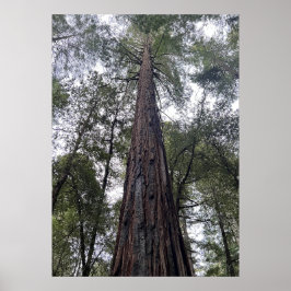 Poster Sequoia