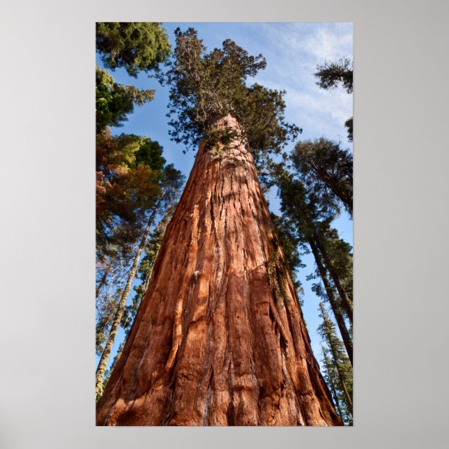 Poster Sequoia Gigante Ascende (Frente)