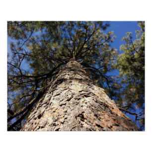 Póster Sequoia gigante atingindo o céu azul visto de baix