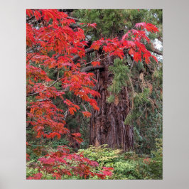 Poster Sequoia Gigante e Mapeamento Vermelho Deixa Fotogr
