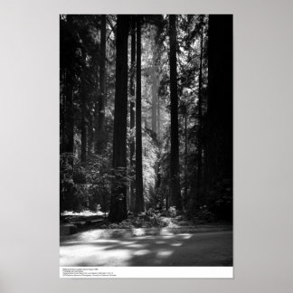 Póster Sequoia, Grove do Fundador, 1966