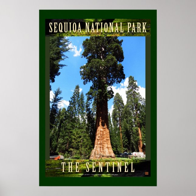 Póster SEQUOIA NAT'L PARK-California-The Sentinel- (Frente)