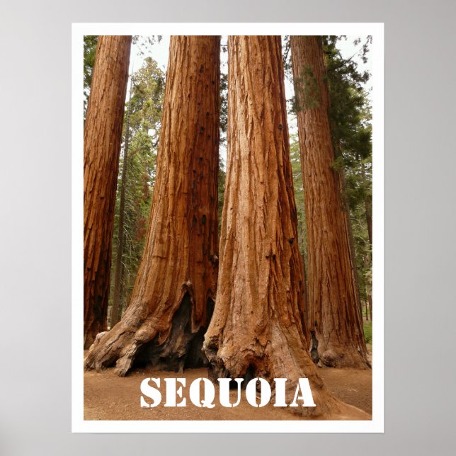 Póster Sequoia Trees, Sequoia National Park, Califórnia (Frente)