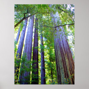 Póster Sequoias