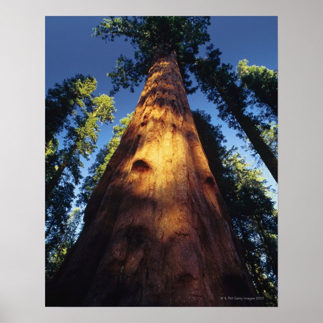 Póster Sequoias (Frente)