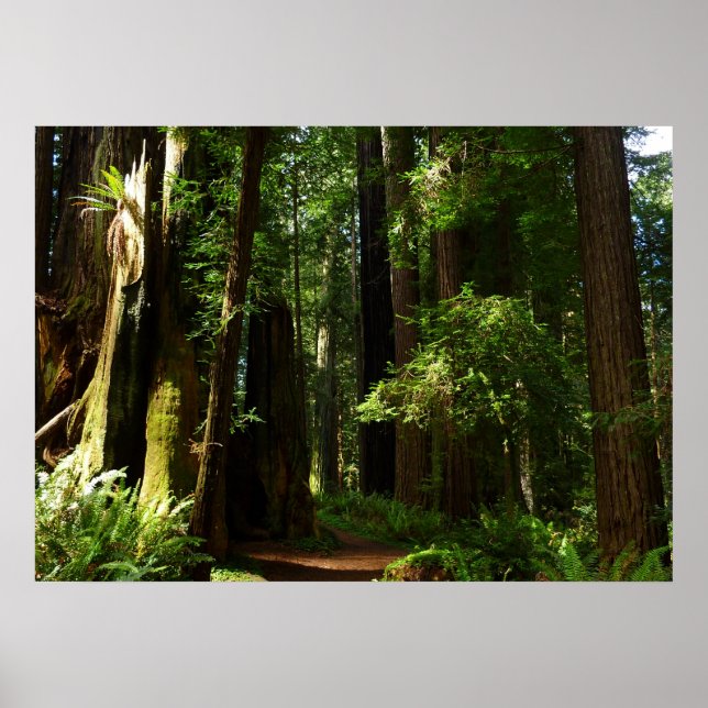 Poster Sequoias e Fernos no Parque Nacional de Redwood (Frente)