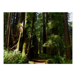 Póster Sequóias e Samambaias no Parque Nacional de Redwoo