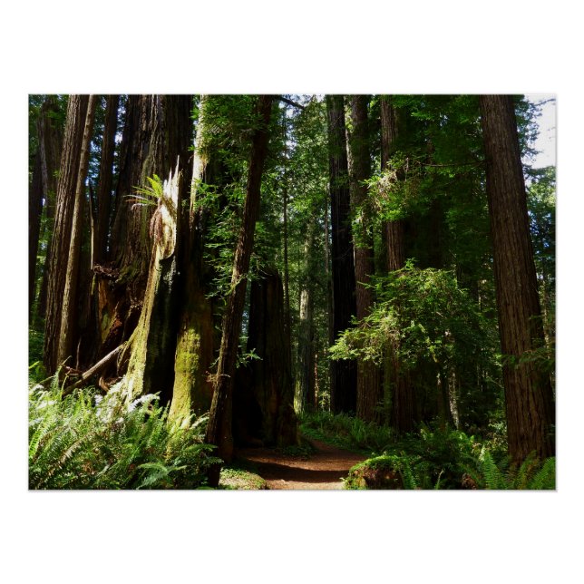 Póster Sequóias e Samambaias no Parque Nacional de Redwoo (Frente)