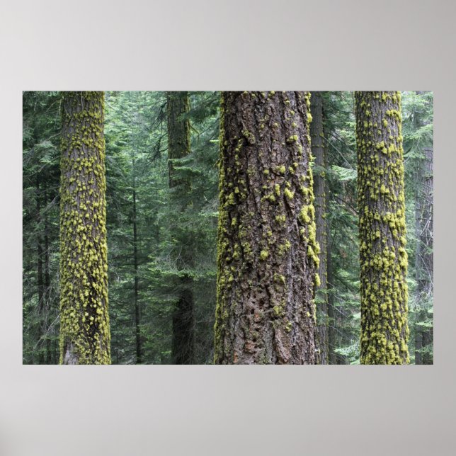 Poster Sequoias gigantes na floresta, Sequoia e (Frente)