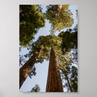 Póster Sequoias Gigantes no Parque Nacional Sequoia