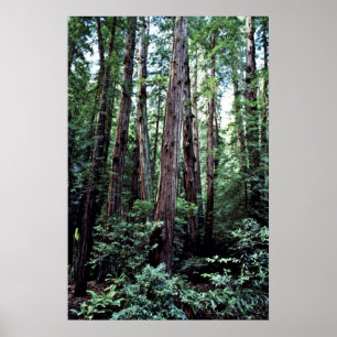 Poster Sequoias - Monumento Nacional de Muir Woods