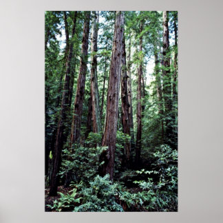 Poster Sequoias - Monumento Nacional de Muir Woods