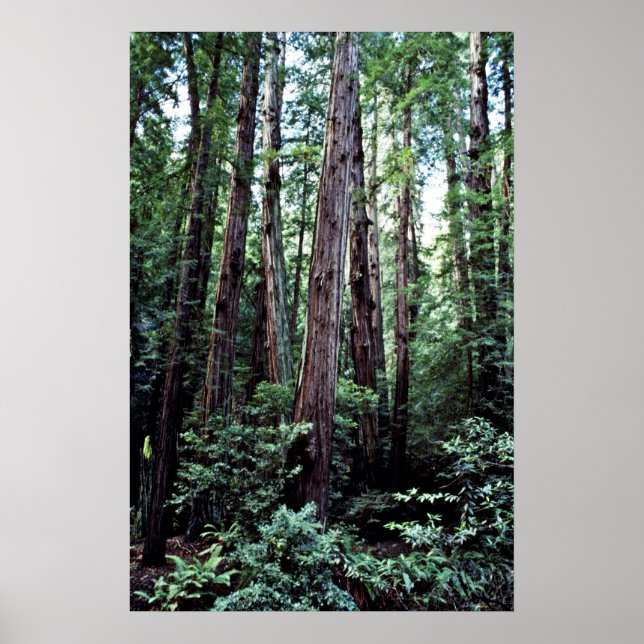 Poster Sequoias - Monumento Nacional de Muir Woods (Frente)