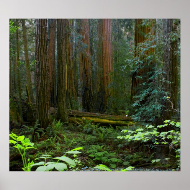 Poster Sequoias No Parque Nacional De Muir Woods (Frente)