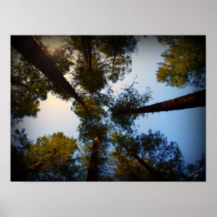 Poster Sequoias Procurando