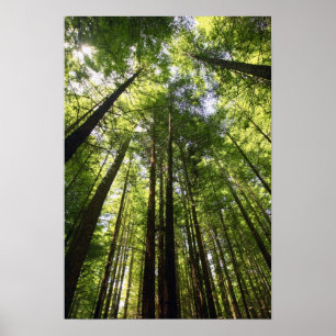Póster Sequoias, Rotorua, Nova Zelândia