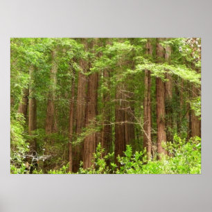 Póster Sequoias Vermelhas no Monumento Nacional de Muir W