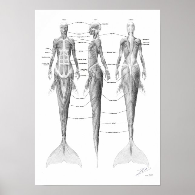 Poster Sereia Musculatura (Frente)