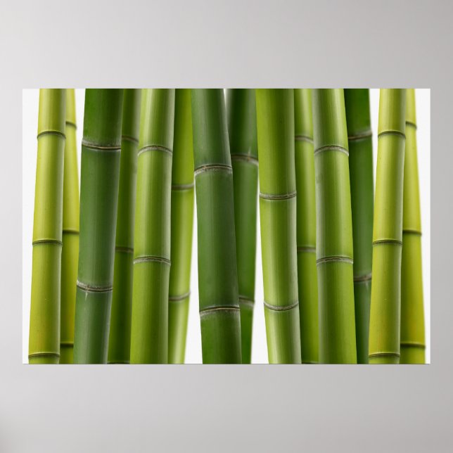 Póster Serene Bamboo (Frente)