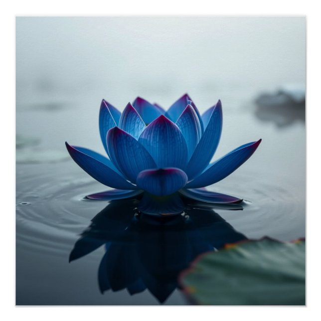 Póster serene blue water lotus (Frente)