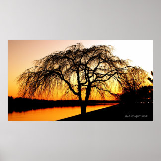 Poster Serengeti na cidade