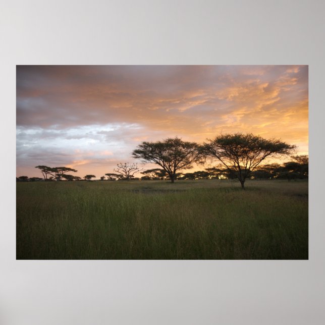 Poster Serengeti Sunset (Frente)