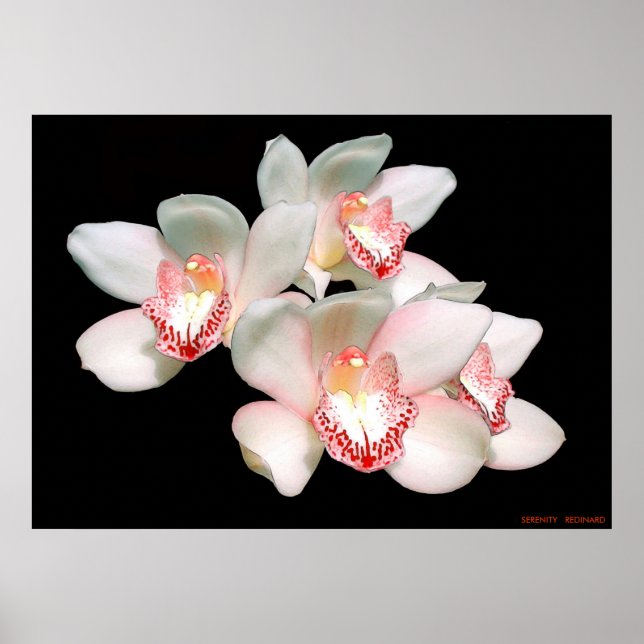 POSTER SERENIDADE (Frente)