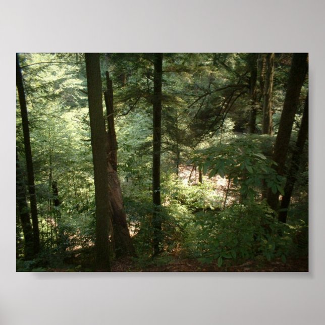 Poster Serenidade do Woodland (Frente)