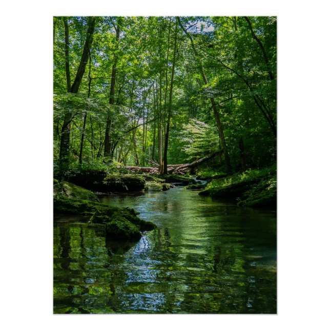 Póster Serenidade na floresta  (Frente)