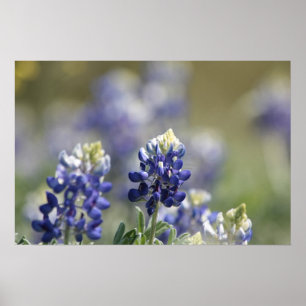 Póster Série #7 da fotografia dos Bluebonnets de Texas